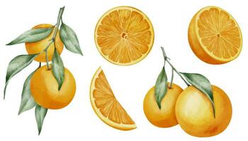 Orange fruit set. Hand drawn watercolor illustration with branches of tangerines on isolated background. Drawing if slices of mandarin for icon or logo. Half of clementine for clipart or menu design vector