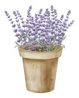 Lavender Province Flowers in clay Pot. Hand drawn watercolor illustartion of flowerpot with wild lavandula on white background. Floral drawing of bouquet for greeting cards or wedding invitations vector