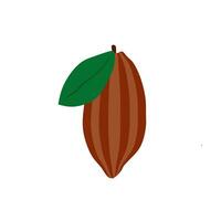 cocoa beans flat design vector illustration