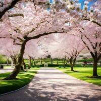 a park with cherry trees and grass ai generated photo