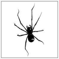 Realistic spider on white background. Hand-drawn illustration of spider. Halloween decoration. vector