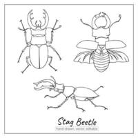 Stag beetle set. Linear insect for colouring books, zoology books, journals, magazines. vector