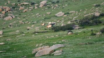 wild przewalski Pferde im echt natürlich Lebensraum Umgebung im das Berge von Mongolei video