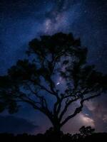 un majestuoso árbol silueta en contra un fondo de el vasto noche cielo lleno con estrellas ai generado foto