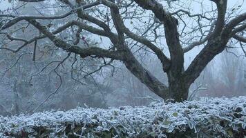 une buisson couvert dans neige dans le milieu de le nuit video