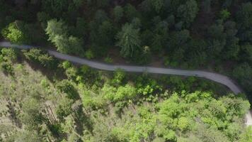 aéreo ver de un devanado la carretera en el bosque video