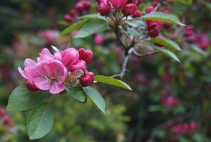 Malus Royalty Crabapple tree with flowers in the morning sun close up.  Apple blossom. Spring background. photo