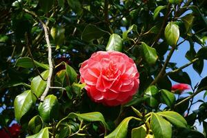 Incredible beautiful red camellia - Camellia japonica, known as common camellia or Japanese camellia. photo