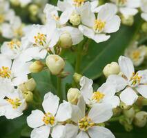 Choisya shrub with delicate small white flowers on green foliage background. Mexican Mock Orange evergreen shrub. photo