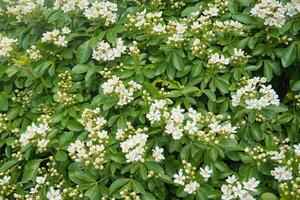 Choisya shrub with delicate small white flowers on green foliage background. Mexican Mock Orange evergreen shrub. photo