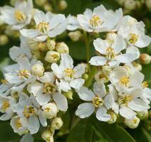 Choisya shrub with delicate small white flowers on green foliage background. Mexican Mock Orange evergreen shrub. photo