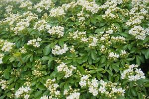 Choisya shrub with delicate small white flowers on green foliage background. Mexican Mock Orange evergreen shrub. photo