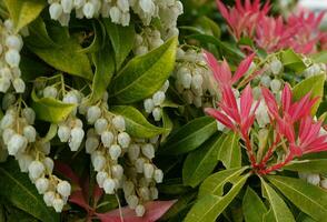 Pieris Japonica Forest Flame branch with white bell-shaped flowers and brightly colored young leaves. Known commonly in North America as Andromedas or Fetterbushes, Evergreen shrub. photo