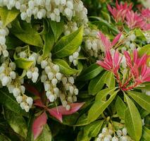 Pieris Japonica Forest Flame branch with white bell-shaped flowers and brightly colored young leaves. Known commonly in North America as Andromedas or Fetterbushes, Evergreen shrub. photo