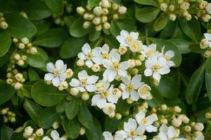 Choisya shrub with delicate small white flowers on green foliage background. Mexican Mock Orange evergreen shrub. photo