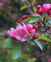 Malus Royalty Crabapple tree with flowers in the morning sun close up.  Apple blossom. Spring background. photo