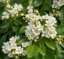 Choisya shrub with delicate small white flowers on green foliage background. Mexican Mock Orange evergreen shrub. photo