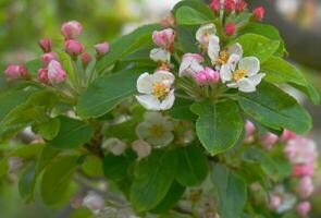 Beautiful and delicate apple flowers in the morning sun close up.  Apple blossom. Spring background. photo