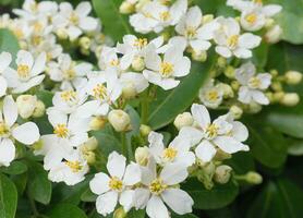 Choisya shrub with delicate small white flowers on green foliage background. Mexican Mock Orange evergreen shrub. photo