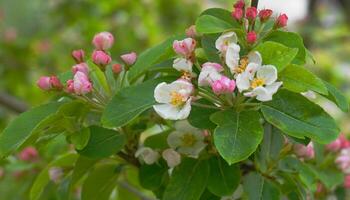 Beautiful and delicate apple flowers in the morning sun close up.  Apple blossom. Spring background. photo