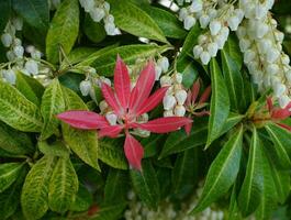 Pieris Japonica Forest Flame branch with white bell-shaped flowers and brightly colored young leaves. Known commonly in North America as Andromedas or Fetterbushes, Evergreen shrub. photo