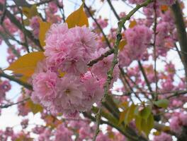 Showy and bright Prunus Kanzan Japanese Flowering Cherry double layer flowers close-up. Sakura blossom. Japanese cherry blossom. photo