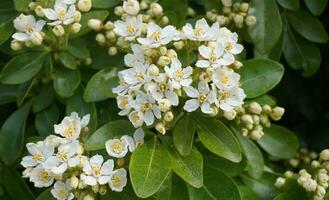 Choisya shrub with delicate small white flowers on green foliage background. Mexican Mock Orange evergreen shrub. photo