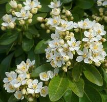 Choisya shrub with delicate small white flowers on green foliage background. Mexican Mock Orange evergreen shrub. photo