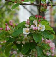 Beautiful and delicate apple flowers in the morning sun close up.  Apple blossom. Spring background. photo