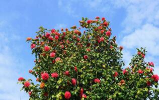 Incredible beautiful red camellia - Camellia japonica, known as common camellia or Japanese camellia. photo