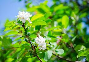 Blackthorn Prunus spinosa white flowers is a large deciduous shrub or small tree growing to 5 metres tall, with blackish bark and dense, stiff, spiny branches. in the spring season. photo