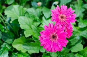 Pink purple gerbera x hybrida daisy flower with green leaves in Botanic Garden. photo