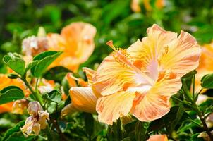 hermosa naranja hibisco flor a un botánico jardín. foto