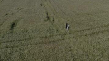 een antenne visie van een persoon wandelen door een veld- video