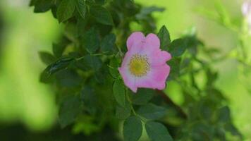 a pink rose hip blossom is growing on a green bush video