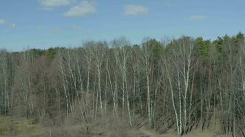 aérien vue de une forêt avec nu des arbres video