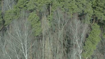 un grupo de arboles en el bosque con No hojas video