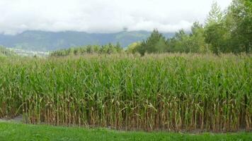 flight over a field of growing corn video