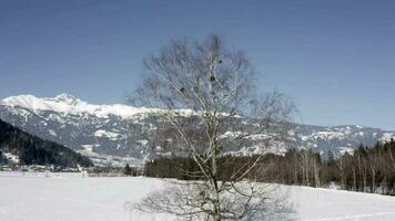 gefroren Weiß Baum im das schneebedeckt Feld im das Winter video