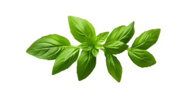 Fresh organic green basil leaf set transparent png background. AI Generated Basil leaves png bundle