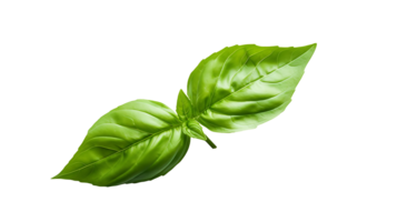 Fresh organic green basil leaf set transparent png background. AI Generated Basil leaves png bundle