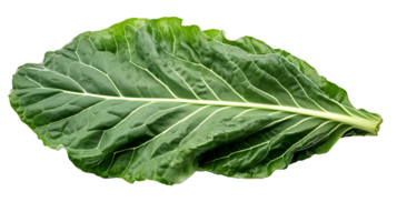 Fresco orgánico verde coles hoja transparente png antecedentes. coles salir png ai generado