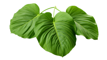 Fresh organic green leaf transparent png background AI Generated