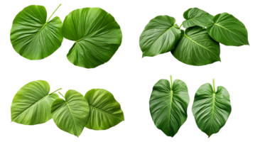 färsk organisk grön blad transparent png bakgrund ai genererad