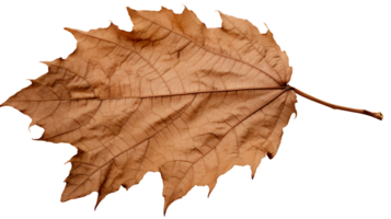 Frais biologique sec grain de raisin des fruits feuilles transparent png Contexte. des fruits feuille png ai généré