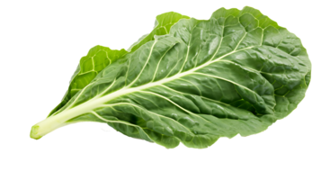 Fresco orgánico verde coles hoja transparente png antecedentes. coles salir png ai generado