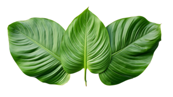 Fresh organic green leaf transparent png background AI Generated