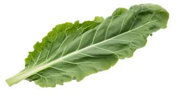 Fresh organic green collards leaf transparent png background. collards leave png AI Generated