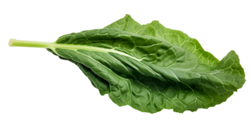 Frais biologique vert chou vert feuille transparent png Contexte. chou vert laisser png ai généré