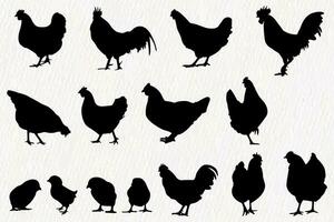 vector silueta conjunto de detallado calidad pollos - gallinas, aves de corral, gallos, polla y bebé polluelos en granja